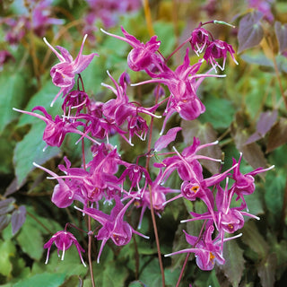 Fairy Wings Collection