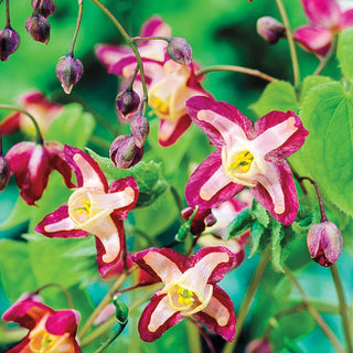 Fairy Wings Collection