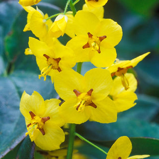 Fairy Wings Collection