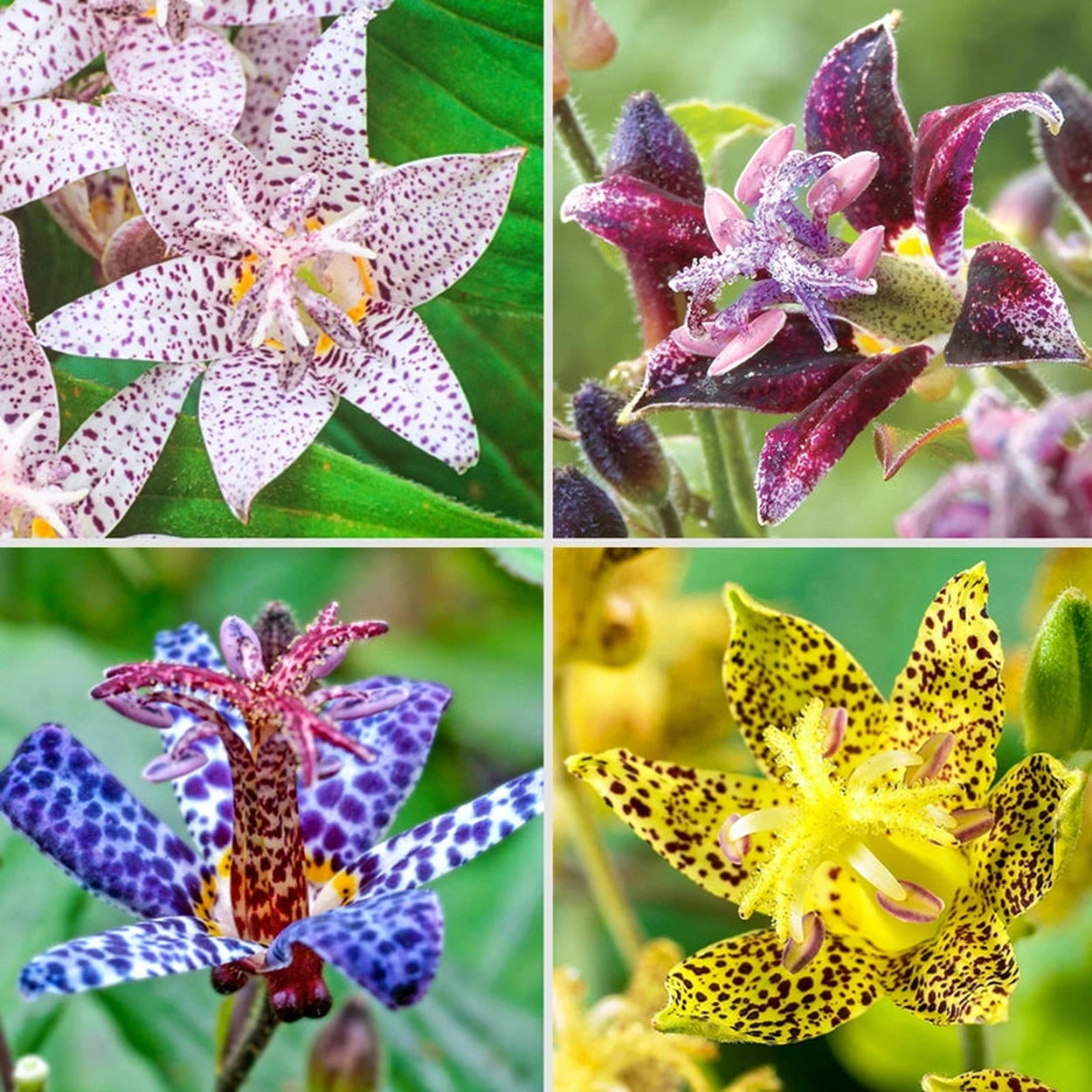 frog lily flower Toad Lily Collection