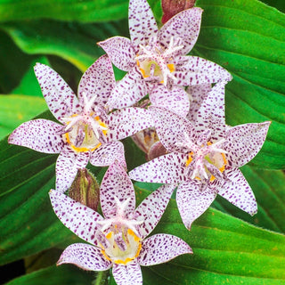 Toad Lily Collection