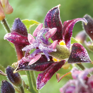 Toad Lily Collection