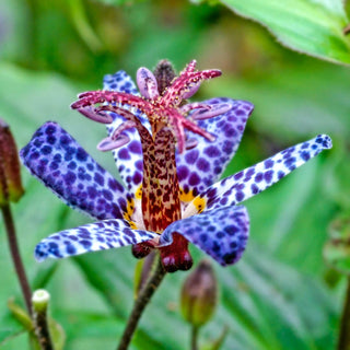 Toad Lily Collection