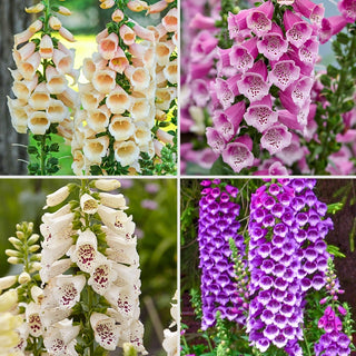 Foxglove Collection