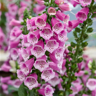 Foxglove Collection