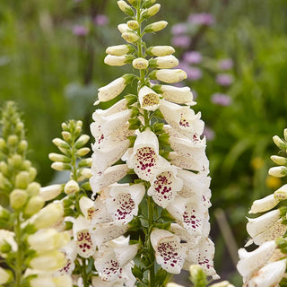 Foxglove Collection