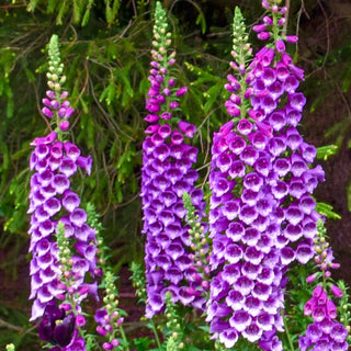 Foxglove Collection