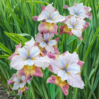 Sugar Rush Siberian Iris
