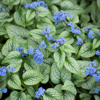 Jack Frost Siberian Bugloss