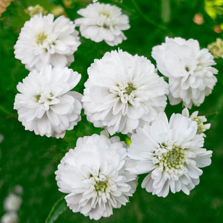 Noblessa Double Yarrow