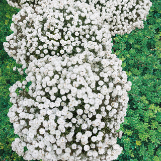 Noblessa Double Yarrow