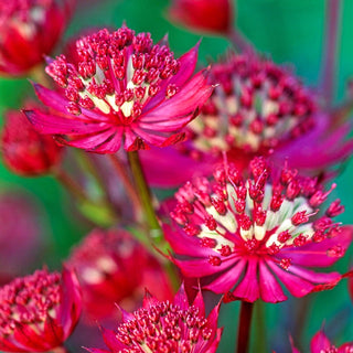 Ruby Wedding Astrantia