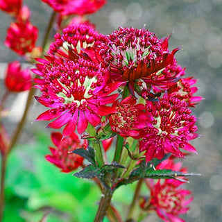 Ruby Wedding Astrantia