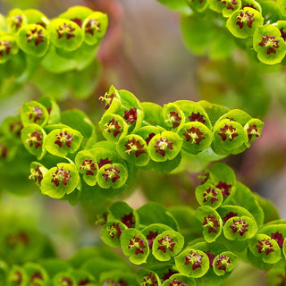 Ascot Rainbow Martin's Spurge