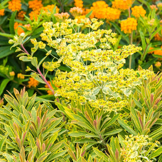 Ascot Rainbow Martin's Spurge