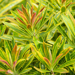 Ascot Rainbow Martin's Spurge