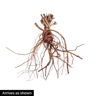 Ascot Rainbow Martin's Spurge