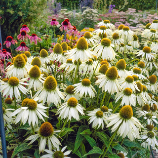 White Swan Coneflower