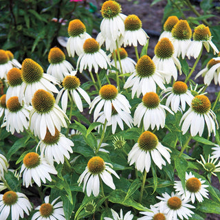 White Swan Coneflower