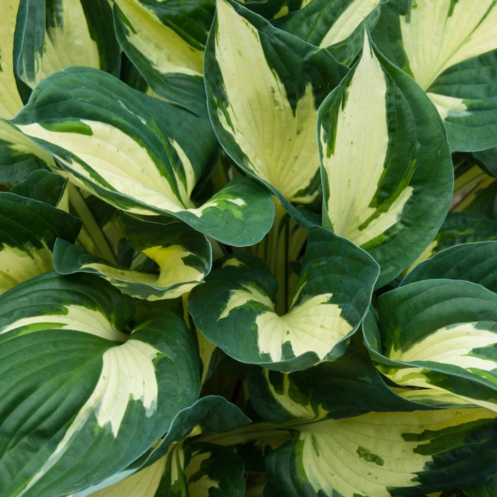 Colored Hulk Hosta – Breck's