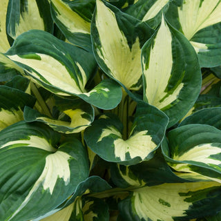 Colored Hulk Hosta