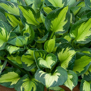 Colored Hulk Hosta
