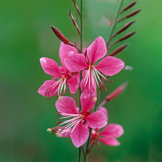Siskiyou Pink Gaura