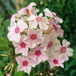 Europe Tall Phlox