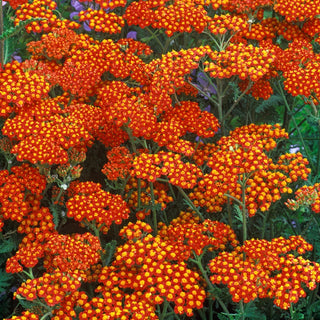 Walther Funcke Yarrow