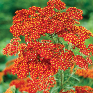 Walther Funcke Yarrow