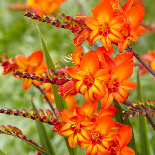 Firestars Scorchio Crocosmia