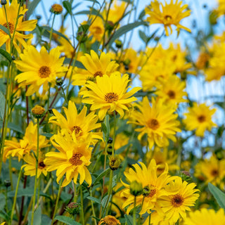 Willow Leaved Sunflower