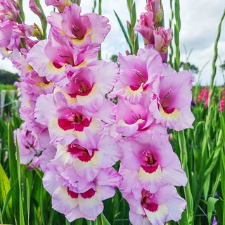 Zamora Gladiolus