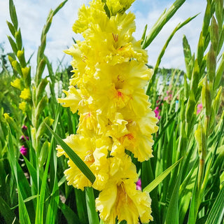 Burning Sunrays Gladiolus
