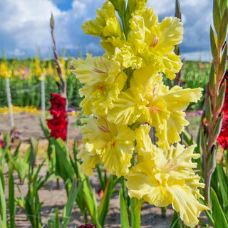 Burning Sunrays Gladiolus