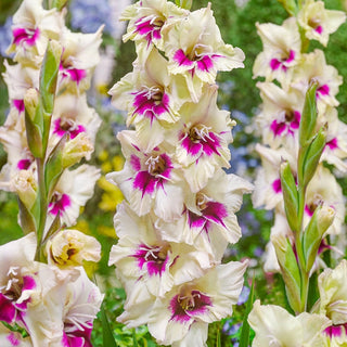Festival of Colours Gladiolus Collection