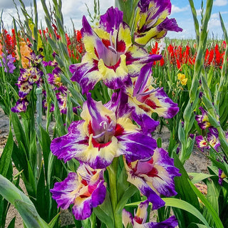 Festival of Colours Gladiolus Collection