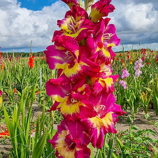 Festival of Colours Gladiolus Collection