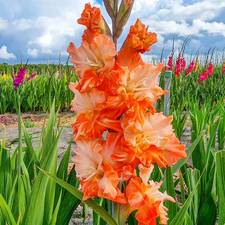 Festival of Colours Gladiolus Collection