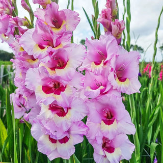 Festival of Colours Gladiolus Collection