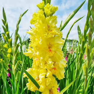 Festival of Colours Gladiolus Collection