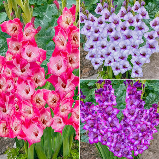 Half-Height Gladiolus Collection