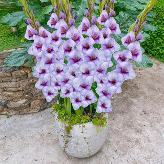 Half-Height Gladiolus Collection