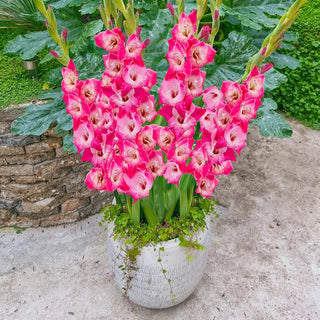 Half-Height Gladiolus Collection
