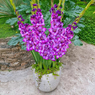 Half-Height Gladiolus Collection