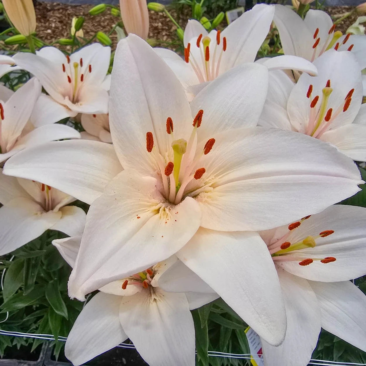 Coral County Lily – Breck's