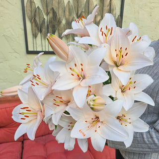 Coral County Lily