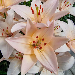 Coral County Lily
