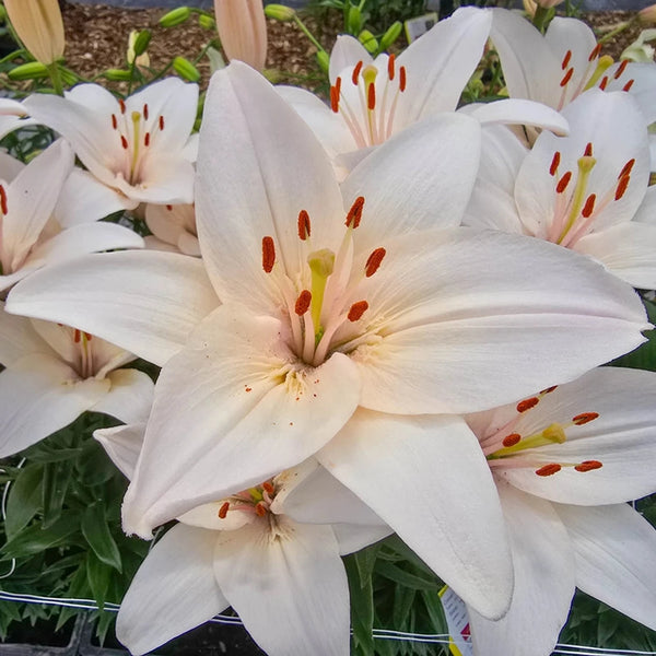 Coral County Lily – Breck's