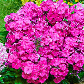Bambini® Reblooming Dwarf Phlox Collection